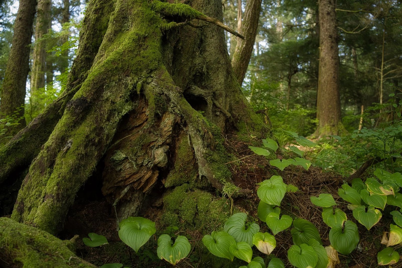 Alaska, photograph 15 of 34